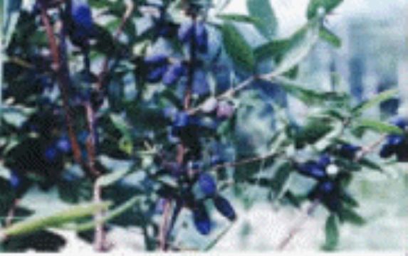 Maianthemum Bifolium Extract 